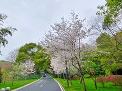 -武汉大学-樱园