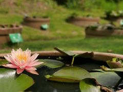 -花开海上生态园