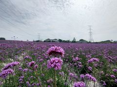 -紫颐香薰山谷景区