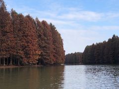 -上海海湾国家森林公园