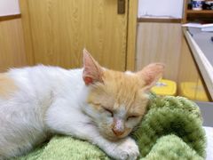 -宠颐生宠物医院·心肾内科·猫专科诊疗中心宠巢店