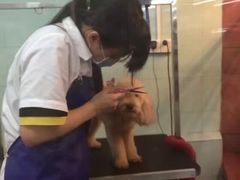 -瑞派动物医院·绝育·犬猫全科·预防医学(光景江南中店)