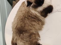 -安格丽娜·狗咖·猫咖羊驼咖(春熙路百盛商场店)