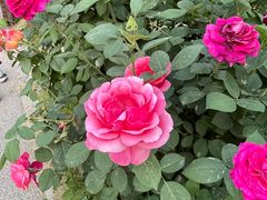 -莲花池公园