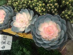-秦美花卉(天朗·莱茵小城2期店)