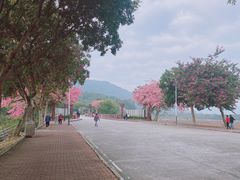 -风云岭森林公园
