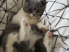 -猫宠乐园·专业洗护