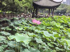 -光明港公园