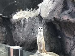 -清迈夜间动物园