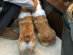 -奶牛家宠物酒店(嘉宏云顶店)