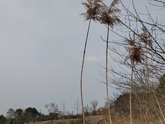 -南湖湿地公园