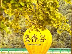 -千年银杏谷文化旅游区