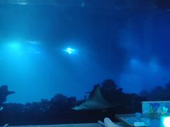 -海棠湾洲际-涛·海底餐厅·美人鱼·自助餐·海底隧道
