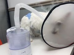 -伟伟宠物医院·CT影像中心·瑞派犬猫综合性门诊(汉口总院)