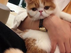 -飞行喵MR PILOT|猫舍·猫咖(静安大融城店)