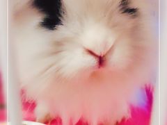 -瑞派·关忠动物医院·异宠专科·犬猫肿瘤·皮肤专科(望京店)