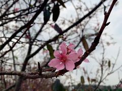 -天适樱花悠乐园
