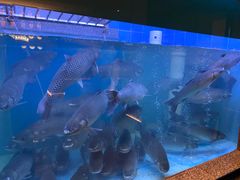 -淘米捞·米汤脆鲩鱼火锅(福田皇岗店)