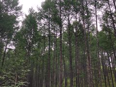-莫尔道嘎国家森林公园