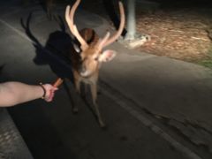 -清迈夜间动物园