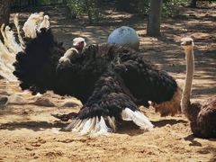 -大连森林动物园