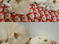 -柴迷FANS CLUB·柴犬狗咖·猫咖