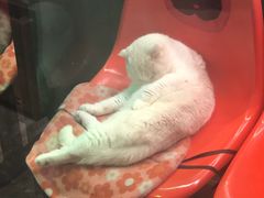 -猫咪博物馆(顶澳仔猫街店)
