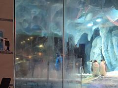 -帝企鹅自助餐厅•儿童岛•真企鹅(长隆企鹅酒店)