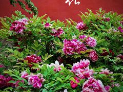 -北京市劳动人民文化宫