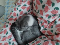 -佳雯宠物医院·皮肤科·内外科(春晓路分院)