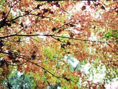 -青岛崂山太清宫