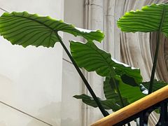 -阿什卡咖啡馆ESSCA COFFEE(塔里木石油宾馆店)