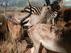 -陕西自然博物馆