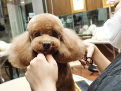 -鑫艺宠物美容培训学校