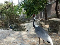 -燕塞湖鸟语林景区