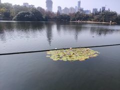 -荔枝公园(福田区)