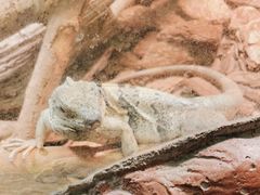 -上海大自然野生昆虫馆(东方明珠·爬宠昆虫探索中心)