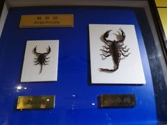 -上海昆虫博物馆