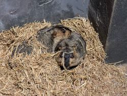 -酷嗒动物文化乐园(cutezoo西溪乐天城店)