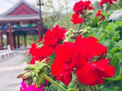 -西海子公园
