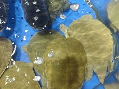 -炊江南·上海菜(国展华漕店)