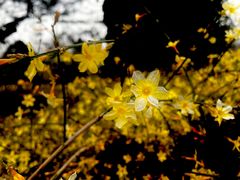 -国家植物园南园