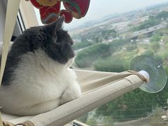 -熊小胖宠物生活馆(天华园店)