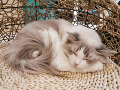-飞行喵MR PILOT|猫舍·猫咖(静安大融城店)