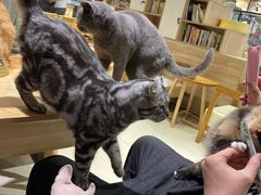 -藏猫猫咖啡主题馆(中央大道店)