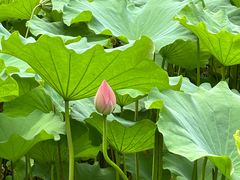 -陈家山荷花公园