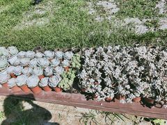 -广东花都香草世界旅游度假区
