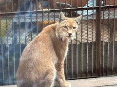 -青藏高原野生动物园