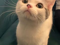 -猫大福·Fortune Cat猫舍(百子湾店)