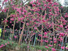 -天适樱花悠乐园
